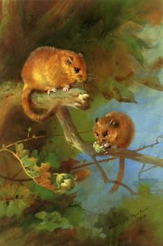 阿奇博爾德 索伯恩 Dormice